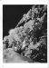 Thumbnail s00138.jpg 