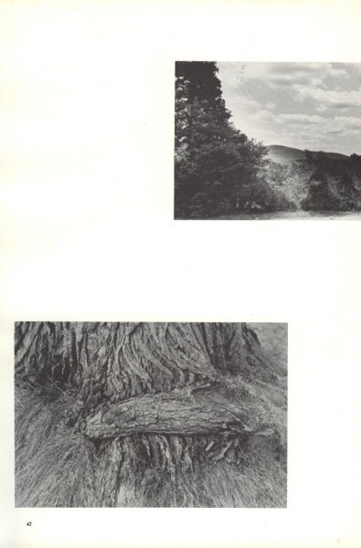 Scaled image s10059.jpg 