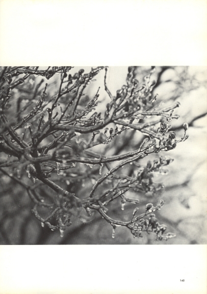 Scaled image s10167.jpg 